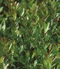 Broad leaf - Ilex glabra Shamrock Compacta Shamrock Compact Inkberry - Dark green foliage. Tolerates salt, wet conditions. 4 Tall X 4 Wide.