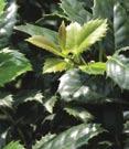 Broad leaf - Ilex x aquipernyi Dragon Lady Dragon Lady Holly - Dark green, upright grower. Red berries. Hedge, specimen plant.