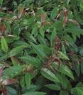 Broad leaf - Kerria - Ligustrum Kerria japonica Pleniflora Japanese Kerria - Upright form. Vigorous grower.