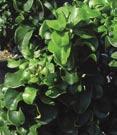 with dark green, wavy foliage. Good screen, hedge plant. 10-20 Tall X 15 Wide. Zone 7.