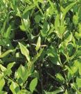 Light green leaves have creamy-white margins. Hedge, screening plant. 12-15 Tall X 10 Wide. Zone 7.