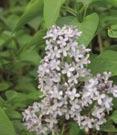 3U - #3 Can 15/18 #3 Can 18/21 vulgaris President Lincoln President Lincoln Lilac - Very fragrant, single deep blue flowers.