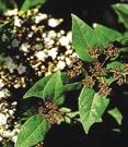 Broad leaf - Viburnum Viburnum awabuki Chindo Japanese Viburnum - Upright, evergreen form with dark green, glossy foliage.