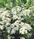 3J - #3 Can 21/24 #3 Can 24/30 #3 Can 30/36 7C - #7 Can 3/4 15C - #10 Can 3/4 Call for price - #15 Can 4/5 davidii Davidi Viburnum - Compact,