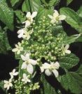 Doublefile Viburnum - Double rows of flattened, lacecap-like white flowers. Broad, toothed dark green foliage. Excellent specimen, patio plant.