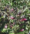 Rose-pink flowers in late spring-early summer. 4-5' Tall X 4-5' Wide. Zone 4. 3I + $.