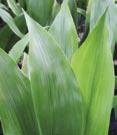 Broad leaf - Aspidistra - Buddleia Aspidistra elatior Cast Iron Plant - Large, clumping form. Wide, dark green foliage.