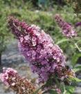 3A - #3 Can 18/21 #3 Can 24/30 #3 Can 30/36 davidii Pink Delight Pink Delight Butterfly Bush - Vigorous deciduous shrub.