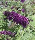 3A - #3 Can 18/21 #3 Can 24/30 #3 Can 30/36 davidii Royal Red Royal Red Butterfly Bush - Dark red-purple flowers. Vigorous deciduous shrub.