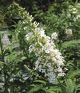 3A - #3 Can 18/21 #3 Can 24/30 #3 Can 30/36 davidii White Profusion White Profusion Butterfly Bush - Vigorous deciduous shrub.