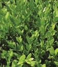Broad leaf - Buxus - Camellia Buxus x Green Mountain Green Mountain Boxwood - Dense, compact habit. Bright green, glossy foliage.