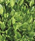 3U - #3 Can 12/15 #3 Can 15/18 #3 Can 18/21 7G - #7 Can 21/24 x Green Velvet Green Velvet Boxwood - Compact, rounded form. Rich green foliage.