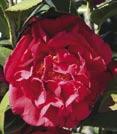 Pale to deep pink medium to loose peony form blooms. Dark green glossy foliage. Attractive border, accent, container plant.