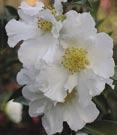 Broad leaf - Camellia - Clethra sasanqua Northern Lights - Semi-double white flowers. Upright form. Dark green leathery leaves.