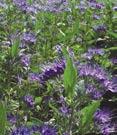 3U - #3 Can 21/24 Caryopteris - Bluebeard x clandonensis Dark Knight - Dark purplish-blue flowers over silvery-green foliage.
