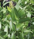 Broad leaf - Danae - Fatsia Danae racemosa Poet s Laurel - Arching evergreen shrub. Slender, dark green leaves.