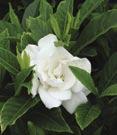 3D - #3 Can 15/18 #3 Can 18/21 3H #3 Can 24/30 7C - #7 Can 30/36 jasminoides Chuck Hayes PP#8755 Chuck Hayes Gardenia - Bright white, extremely fragrant