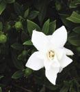 3N - #3 Can 15/18 #3 Can 18/21 #3 Can 24/30 jasminoides Frost Proof Frost Proof Gardenia - Huge, double pure white fragrant blooms.