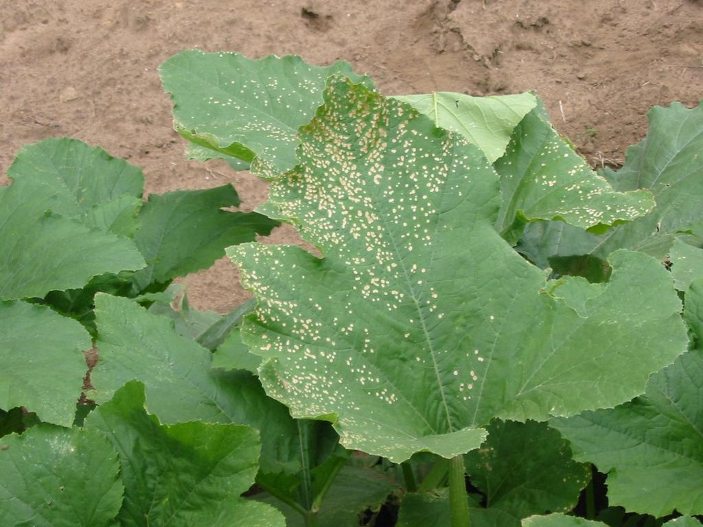 Alternaria leaf spot: tan or