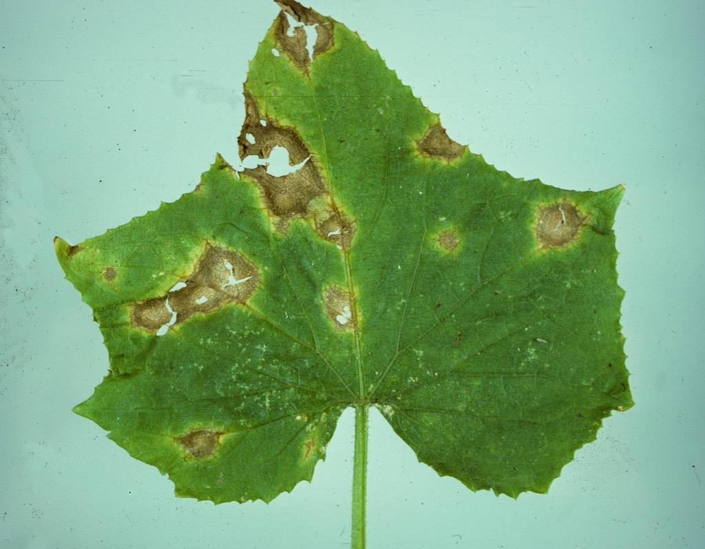 Anthracnose: brown or tan leaf spots on