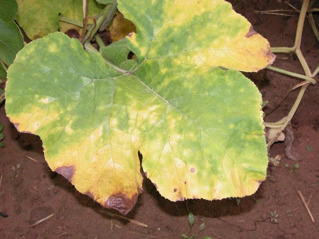leaves/brown tissue