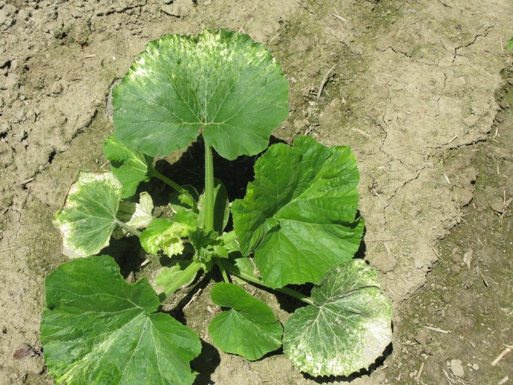 clomazone herbicide injury: young foliage