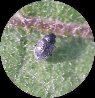 Flea beetles: small,