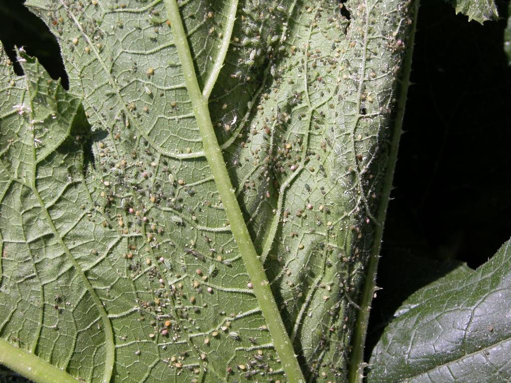 Melon aphids: small, dark, pear-shaped, with