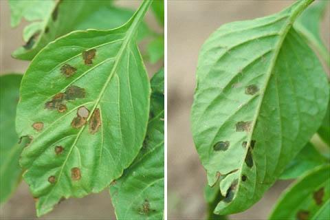 Symptoms on leaves Numerous angular spots