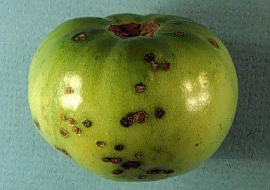 Symptoms on fruits Numerous angular spots first