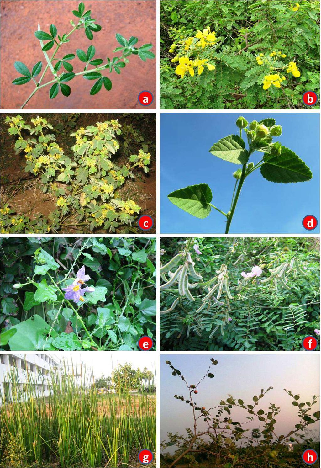 Fig 9. a) Rothia indica (L.) Druce; b) Senna auriculata (L.) Roxb.; c) Senna uniflora (Mill.) H.S.Irwin & Barneby ; d) Sida cordifolia L.