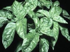 4. BASIL (Ocimum Basilicum) Basil is an aromatic herb that grows 30-40cm in height. Its leaves are egg shaped with pointed ends and its flowers are white, pink and purple in color.