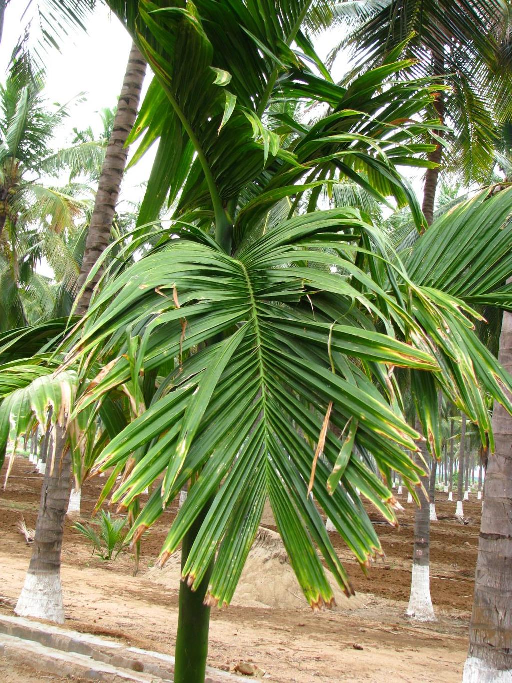 Native: Africa & Asia Family: Arecaceae Height: 20m Leaf Shape: Pinnate Evergreen medium Sized Tree