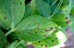 Fava Beans -Leaf and Pod