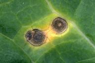 Brassicas - Alternaria Leaf