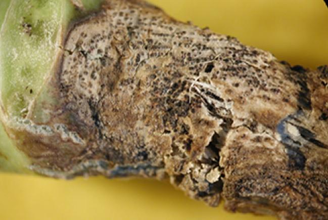 Black leg, Phoma leaf spot & canker Phoma lingam Usually