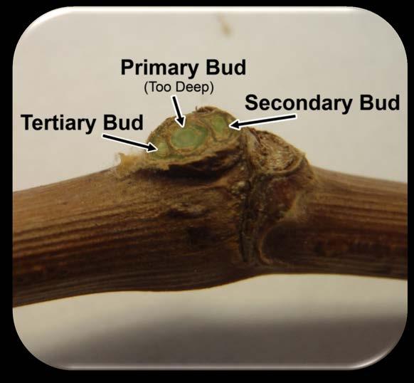 15 Figure 1.13g Proper cut to assess secondary and tertiary buds but too deep for primary bud. Recording the information Records should be kept for each cane and collectively for each cultivar sample.