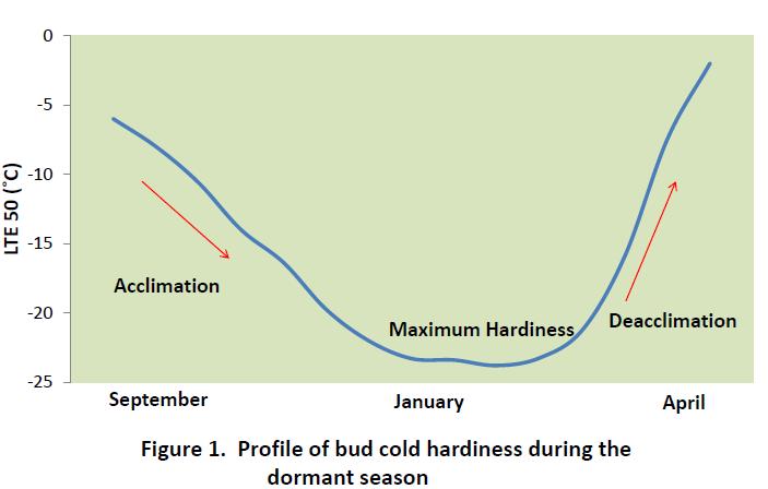 17 2. COLD HARDINESS IN GRAPEVINES Grapevine bud cold hardiness is a dynamic process and changes throughout the dormant period as shown in Figure 2.1. Beginning in late August as the vine prepares itself for dormancy, the tissues begin to acclimate.