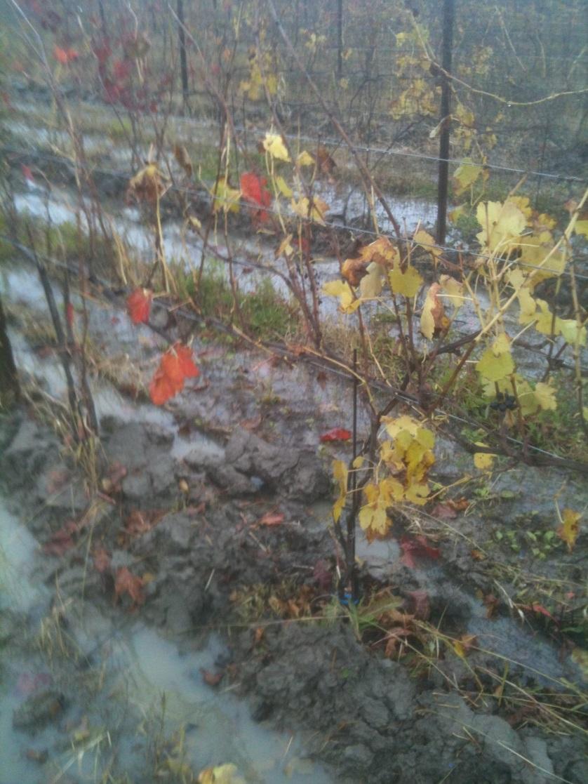 38 Figure 4.13. Vines with wet feet in poorly drained vineyard. Note poor periderm formation on canes 4F.