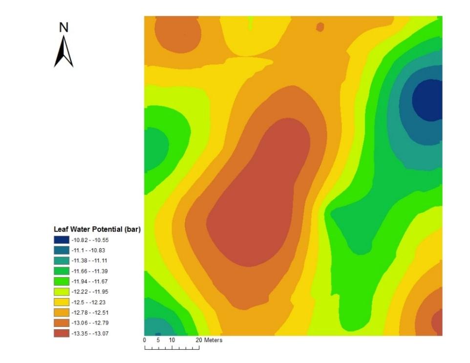 39 Figure 4.14. Spatial distribution of bud hardiness (upper) and leaf water potential (lower) in a Cabernet franc vineyard. Lincoln Lakeshore, 2010.