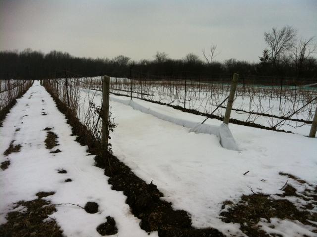 49 An experiment was undertaken to test different types of geotextile materials and their impact on cold hardiness, bud survival and crop potential.