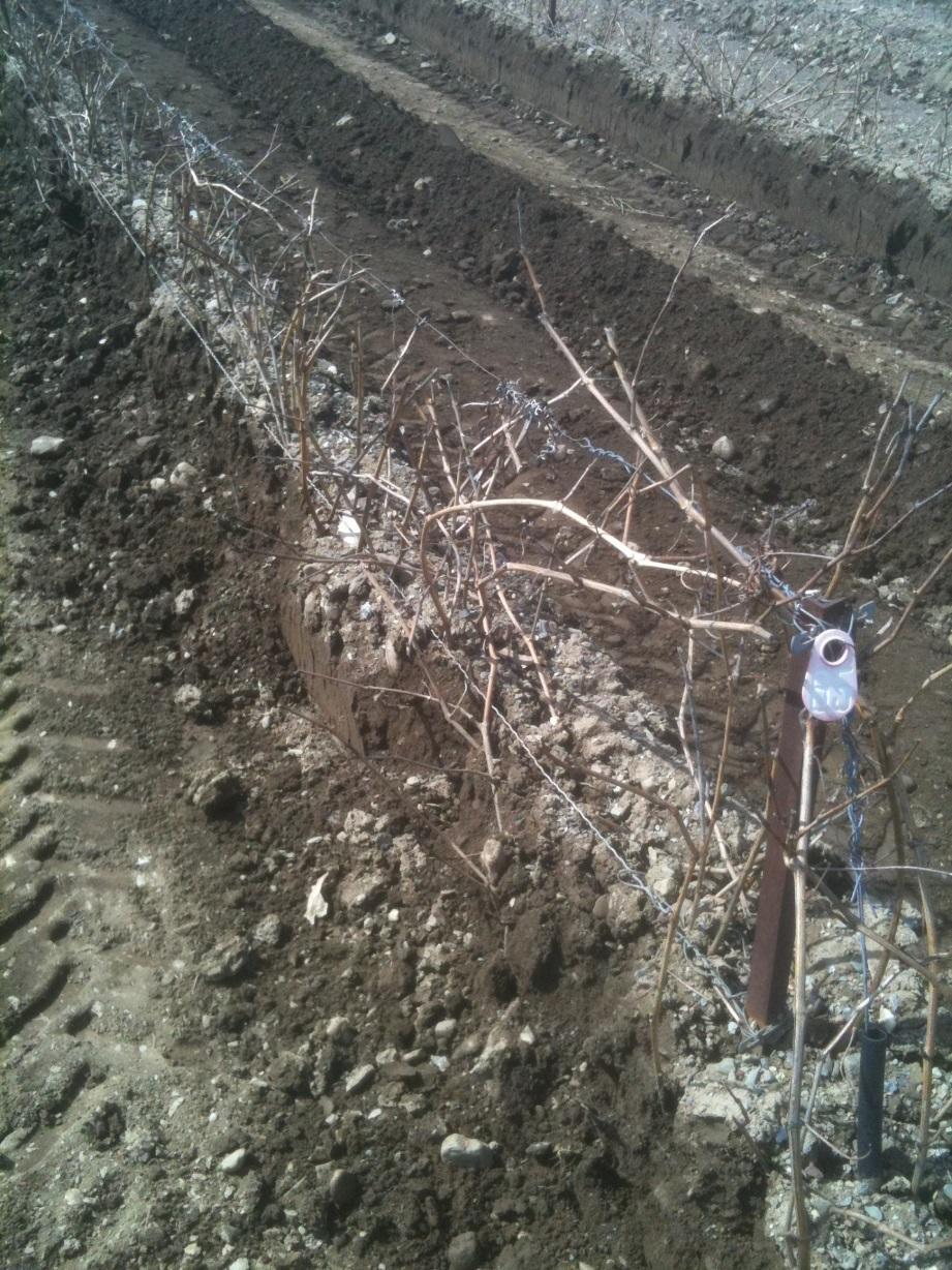 50 Figure 5.3. Dehilling of buried vines in the spring Geotextile materials and vine burial impacts grapevine microclimates over the dormant season.