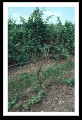 Consequences of freeze injury include: Loss of fruiting buds Uneven or poor vegetative growth Inability to achieve vine balance Disease incidence (crown gall) Loss of vine growth uniformity in a