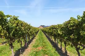217 WINERY TOUR AND TASTING FOR TWO DONATED BY NEWPORT VINEYARDS & WINERY $30.