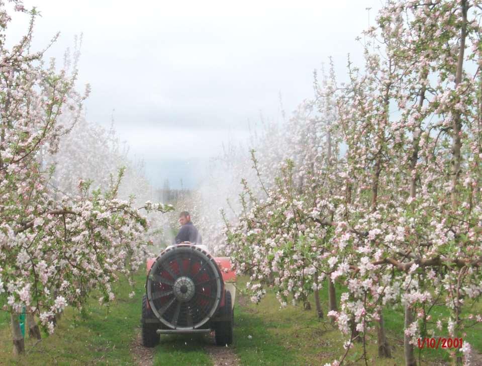Critical Components of the Thinning Process Orchard
