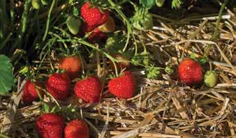 DELUXE (Protected Variety) A June bearing strawberry variety developed and released by the Planasa Breeding Program in Spain.