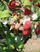 NEW Floricane Red Raspberries Available in limited quantities for commercial growers in 2015. Order early!