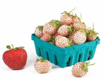 Lewis is considered to be a productive, fresh market and processing variety with large, conic-shaped, glossy, attractive, firm fruit.