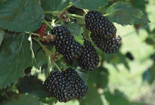 The fruit is very high quality, lighter in color than Polka and excellent flavor attributed to the Tulameen parent. Plants are moderately vigorous, producing tall upright canes.