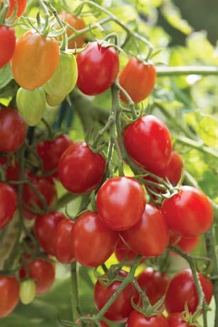 AAS Vegetable Award Winner: Tomato Fantastico F1 Fantastico is a must for any market grower or home gardener looking for an early-maturing, high-yielding grape tomato with built-in Late Blight